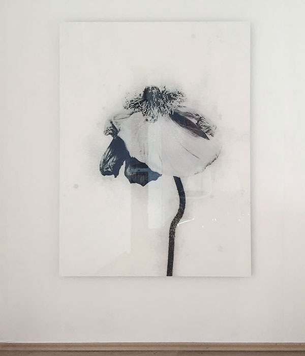 Pissflowers – Stephan Reusse